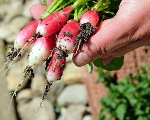 Jardin Potager