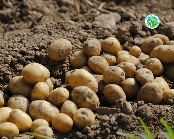 Patate da seme professionali Agraria Comand Patate da seme da coltivare