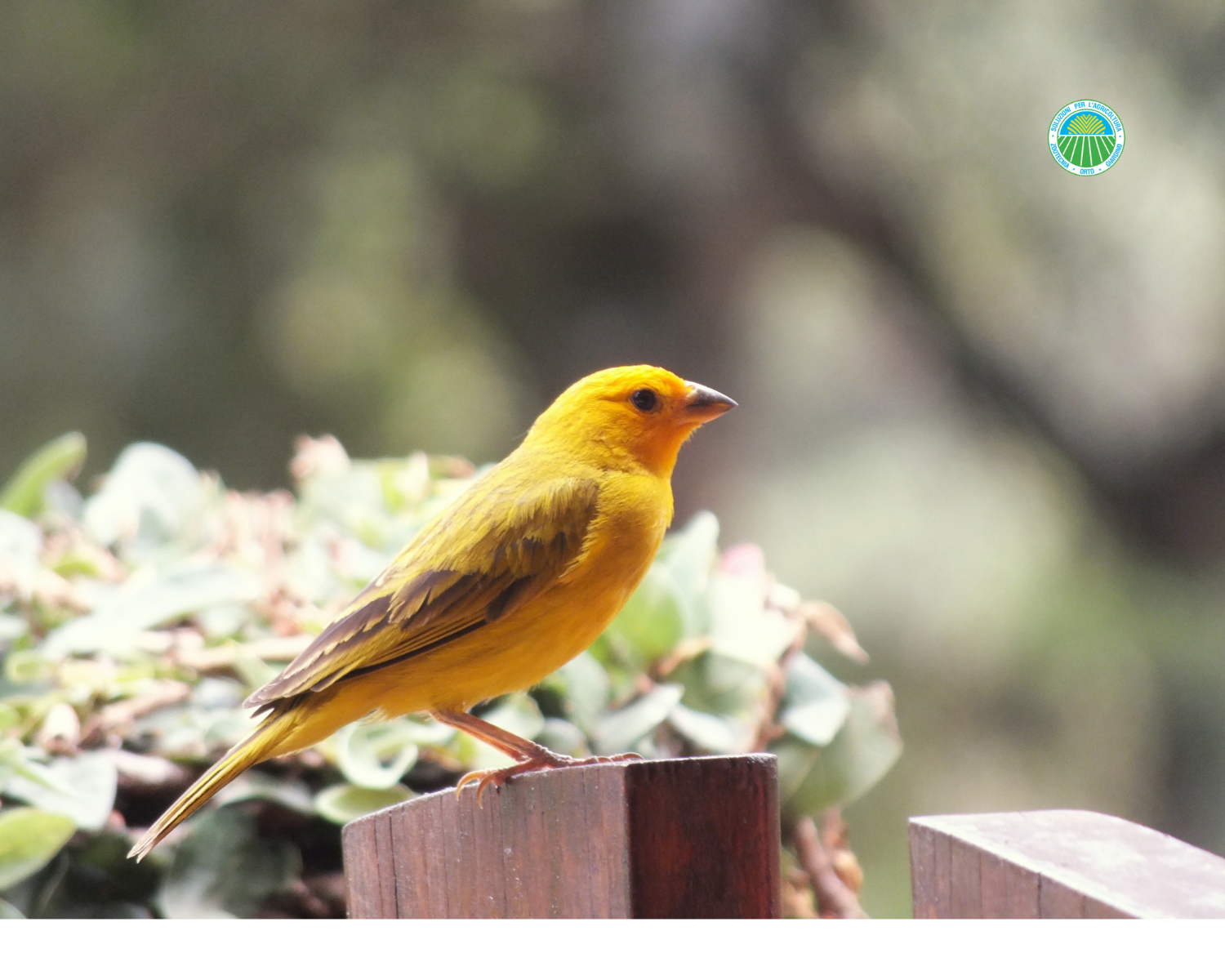 Aliments pour canaris colorati