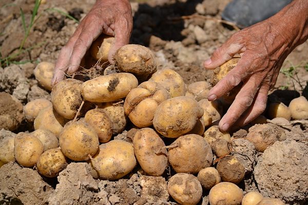 Raccolta pommes de terre