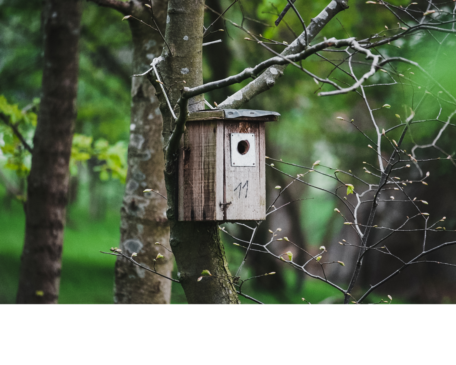 Casette e nidi per uccelli per giardino