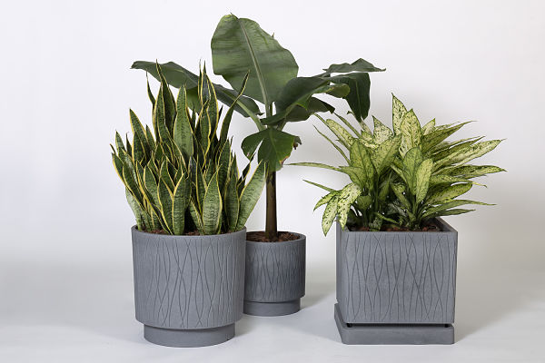 vasi con piante