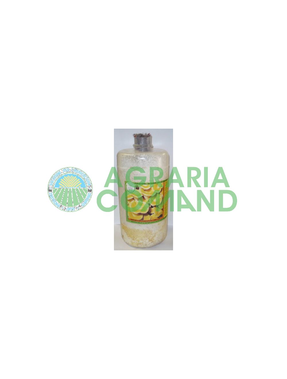 Mycélium de Pleurotus frais et jaune Mycélium de Pleurotus frais et jaune