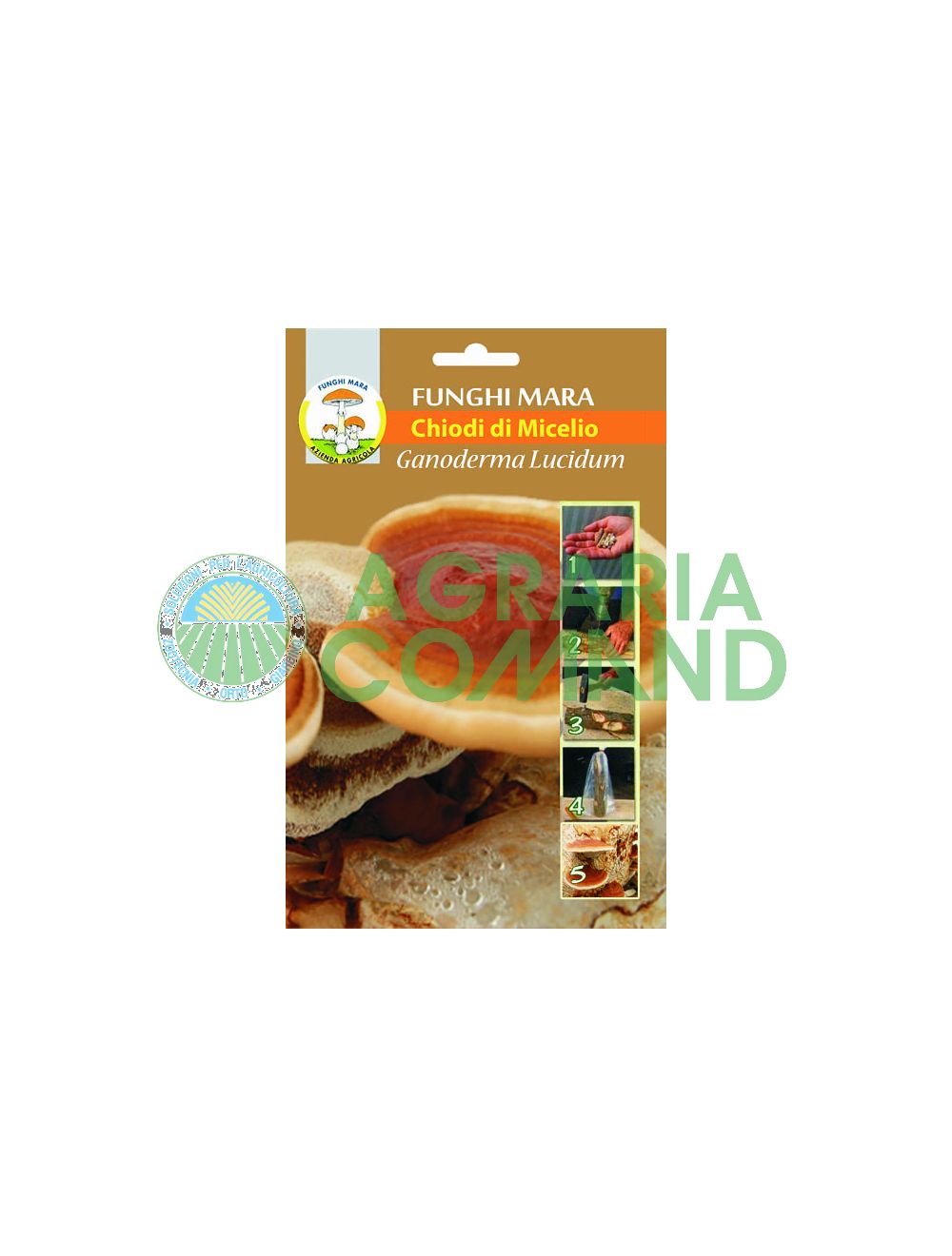 ganoderma lucidum ongles
