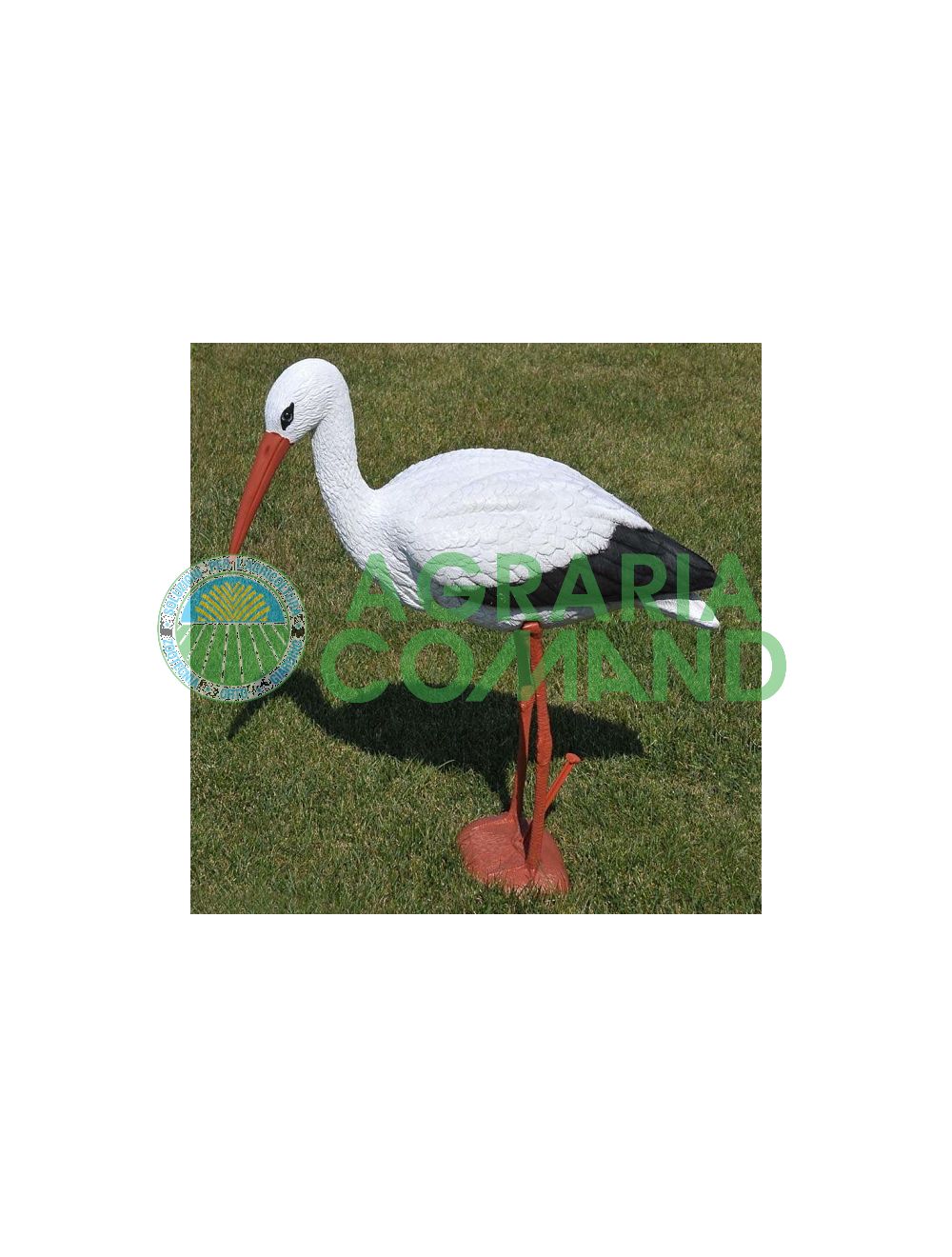 Cigogne ornementale Cigogne ornementale