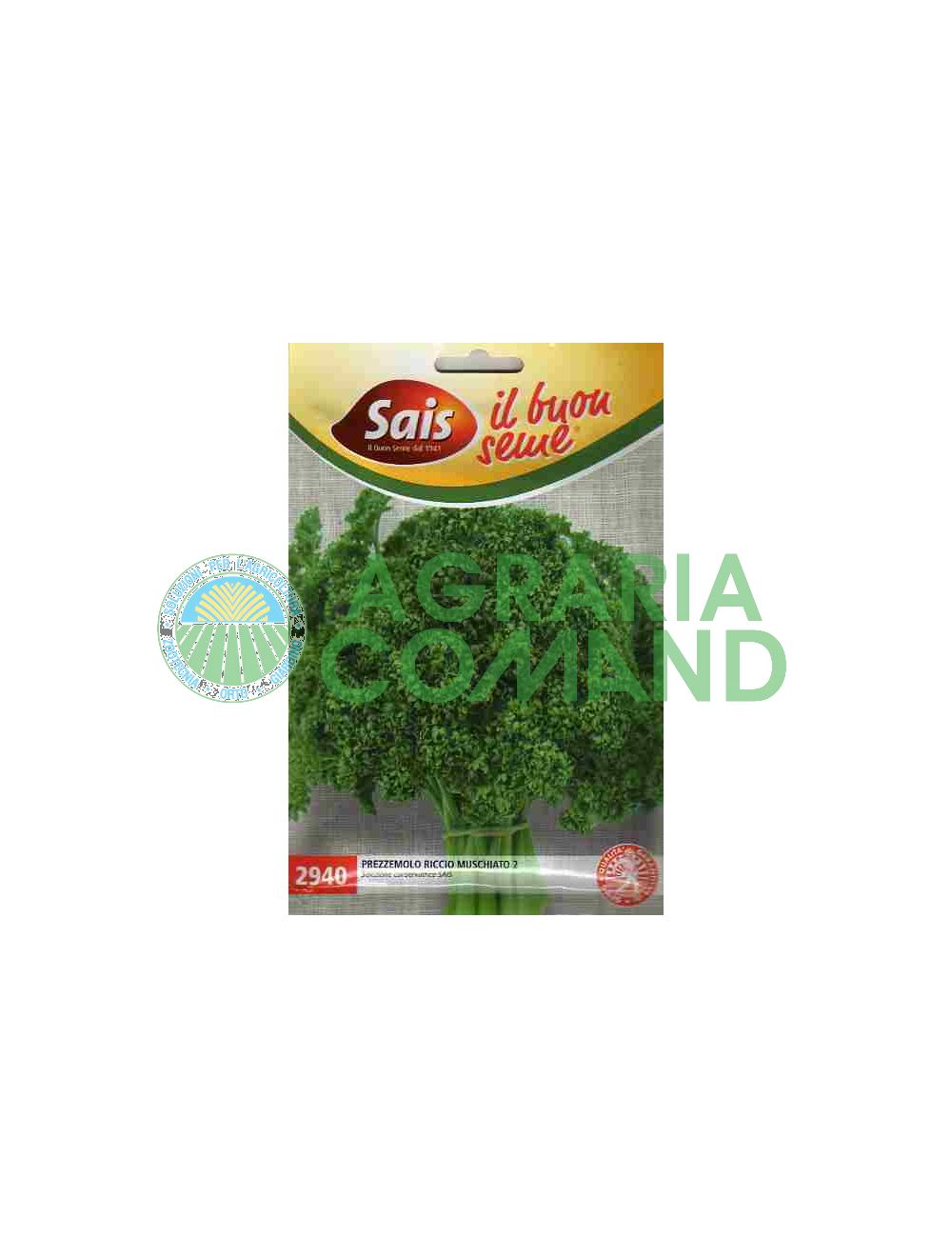 Persil frisé