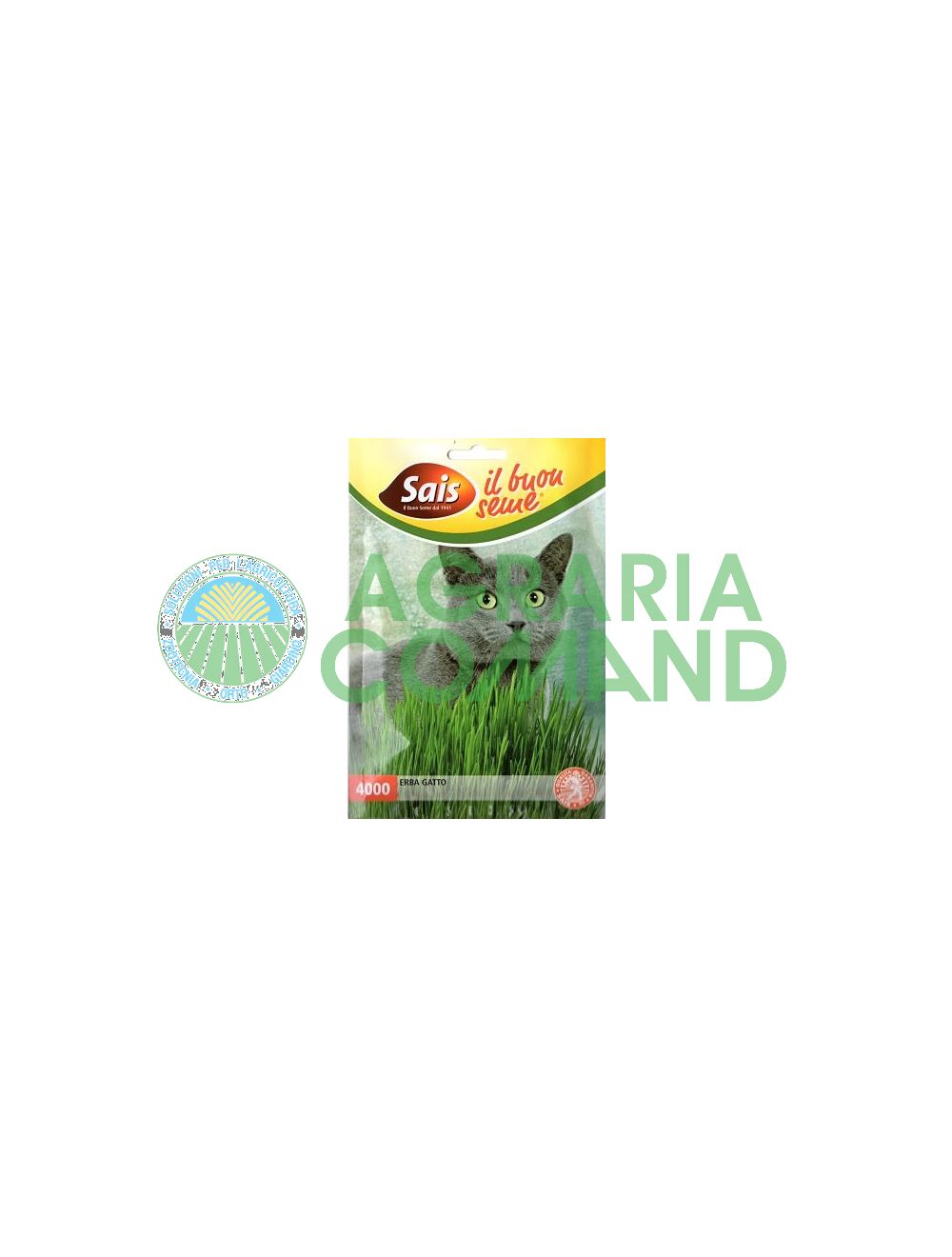 Herbe à chat_from_seed