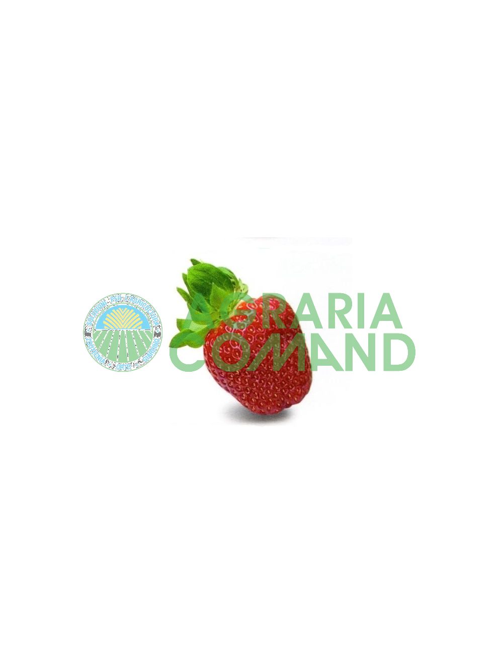 Fraise Dulcinée
