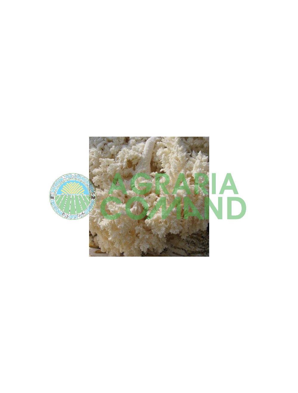 Hericium mycelium Hericium mycelium
