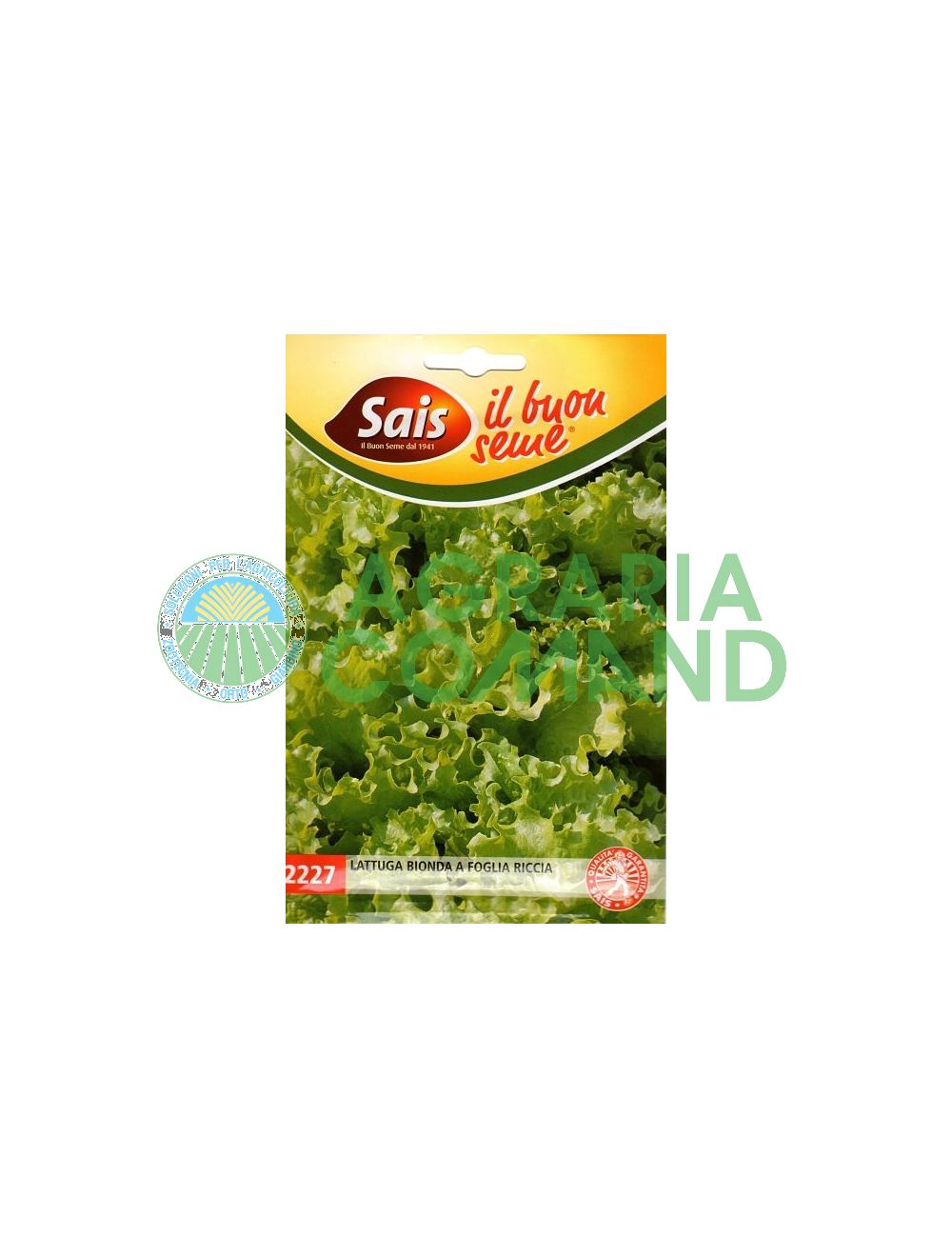 Laitue frisée blonde
