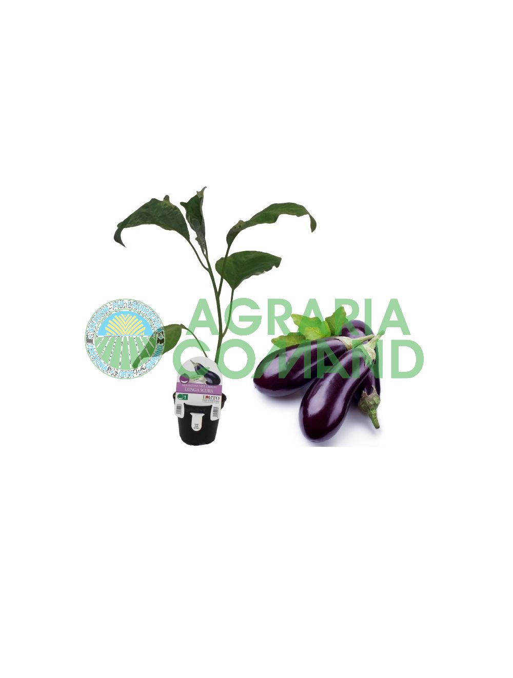Aubergine longue et foncée