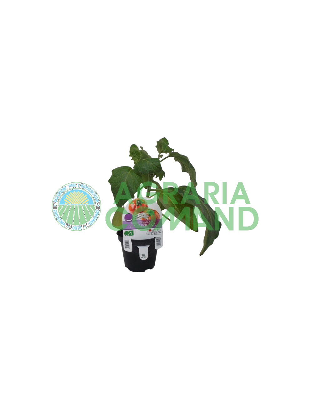 Plante d'aubergine rouge Type africain Plante d'aubergine rouge Type africain