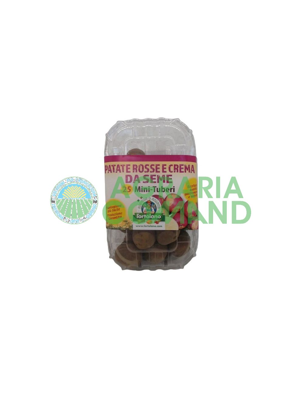 Pommes de terre de semence mini tubercules