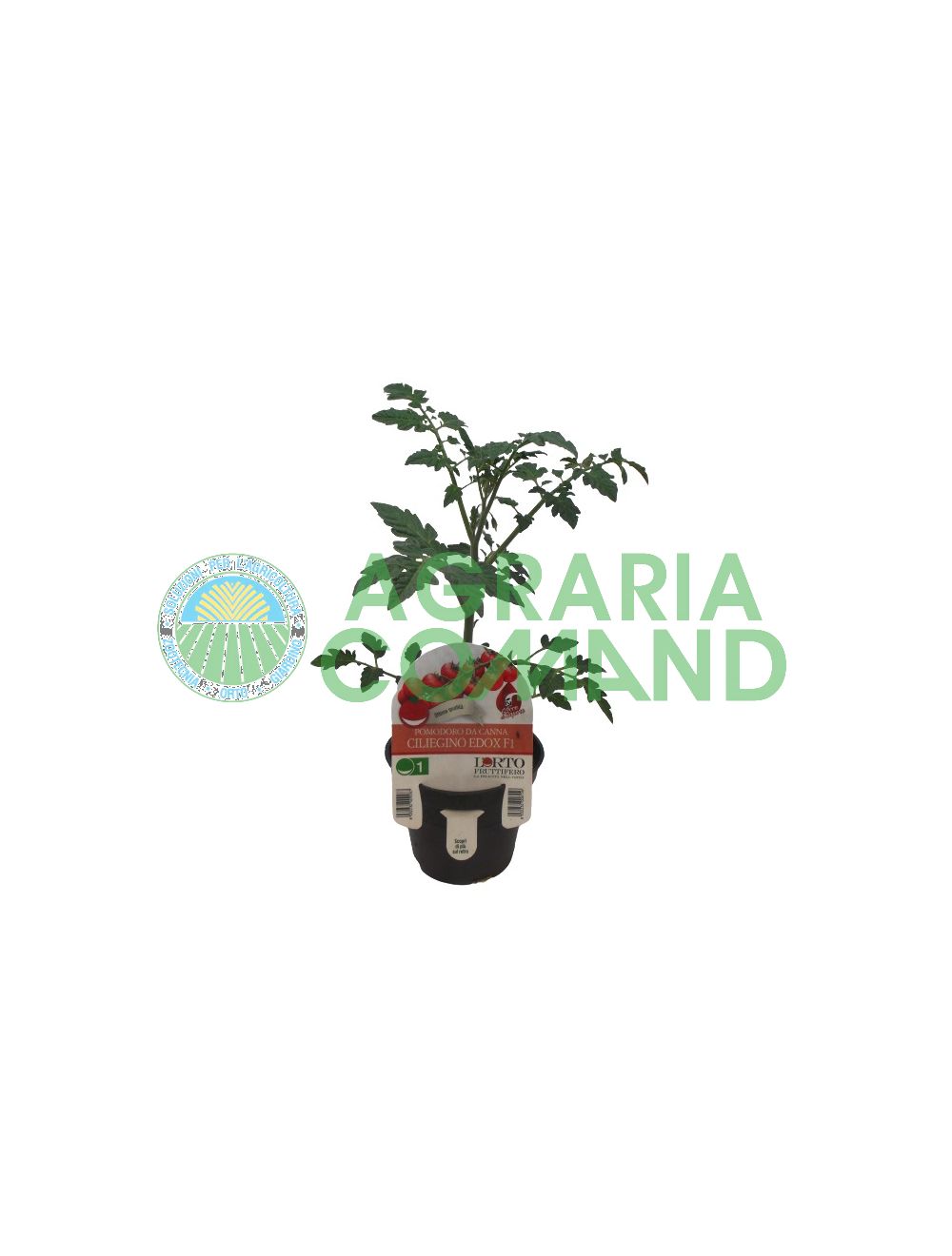 Plante de tomate cerise