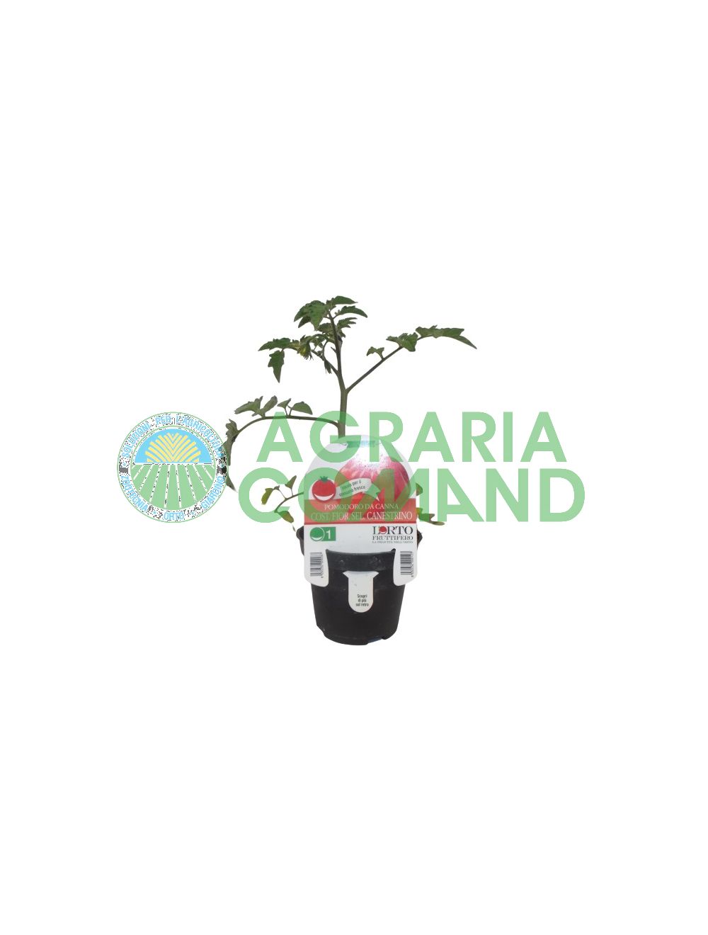 Plante Tomate Florentine sel. Canestrino