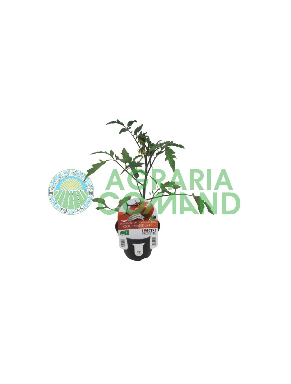 Plante de tomates à cœur gourmand