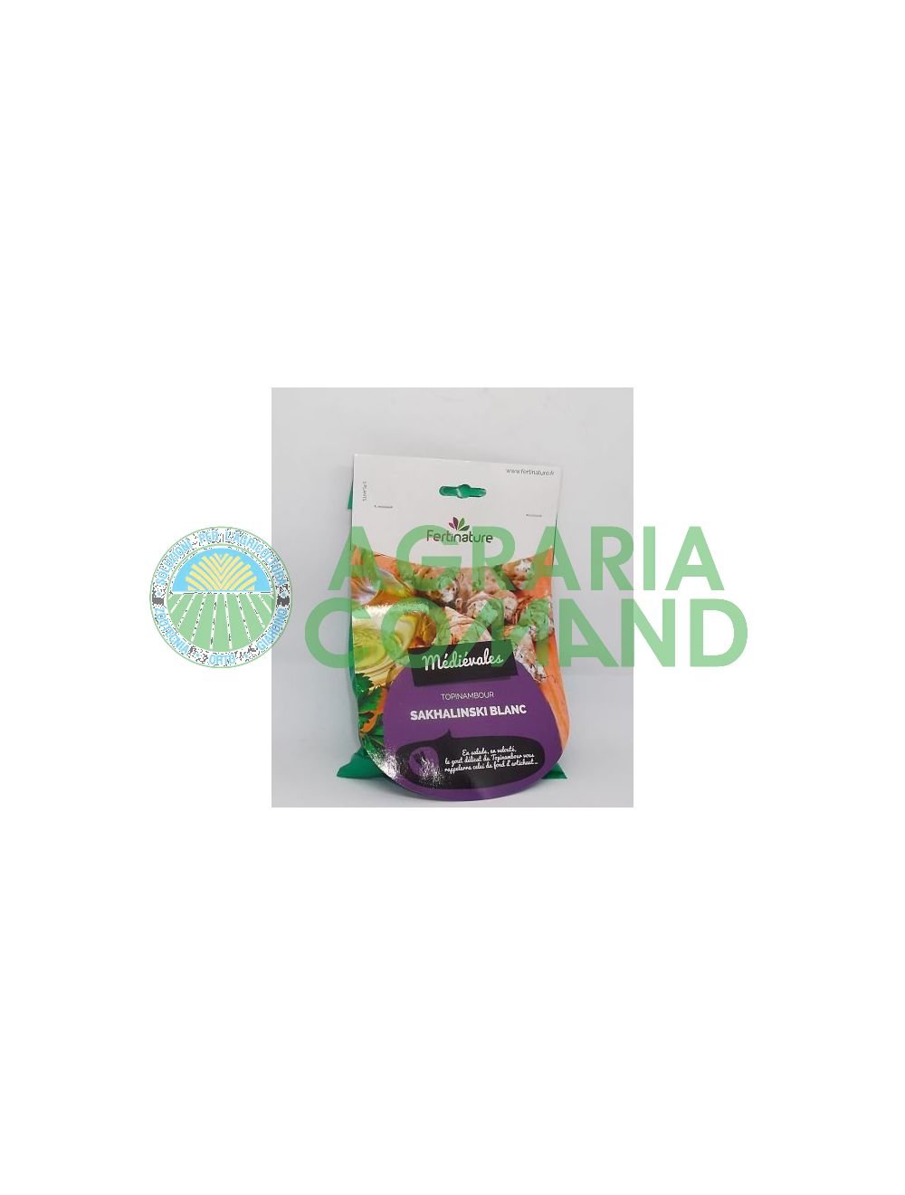 Topinambour rhizome blanc Topinambour rhizome blanc
