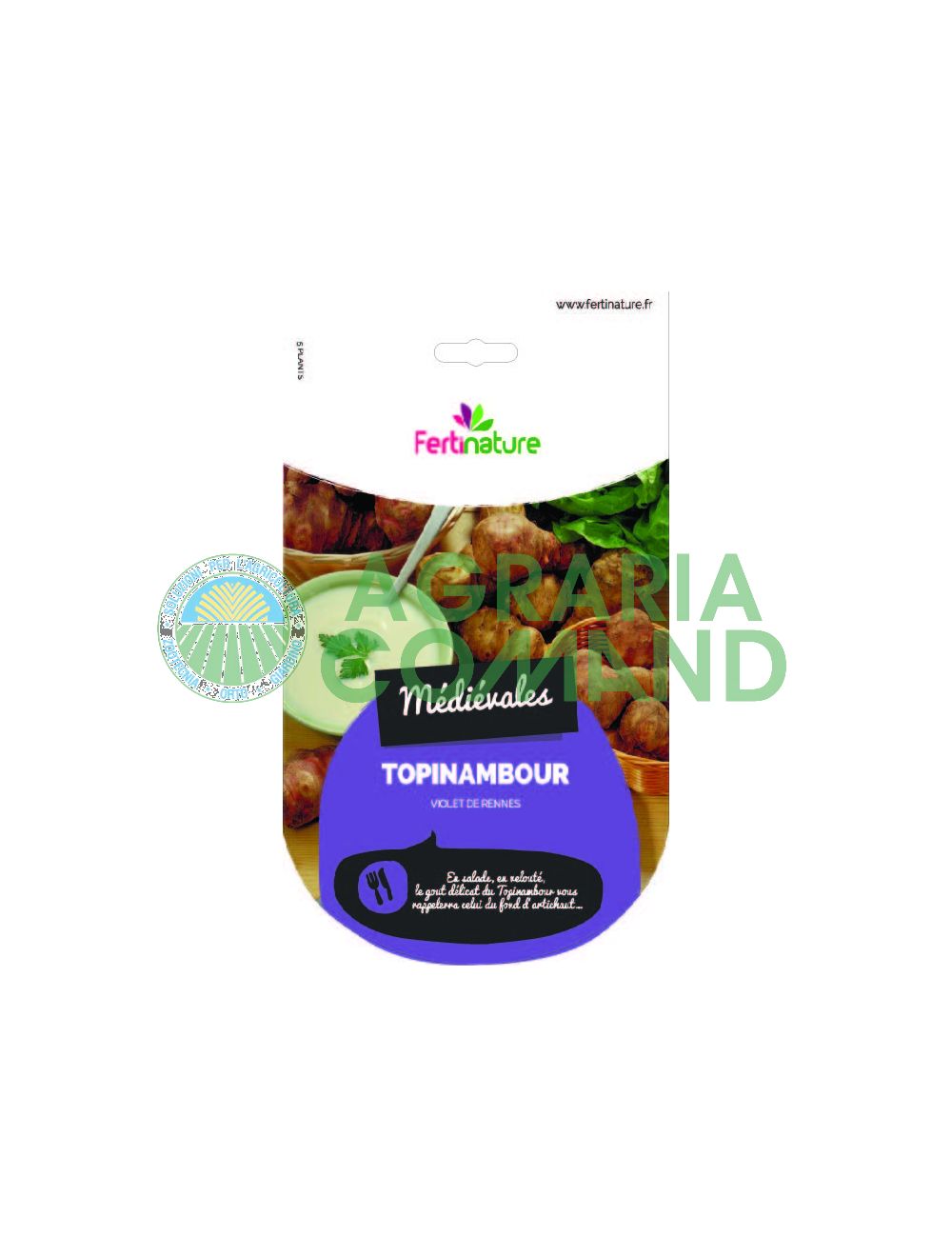 Tubercule de semence de topinambour