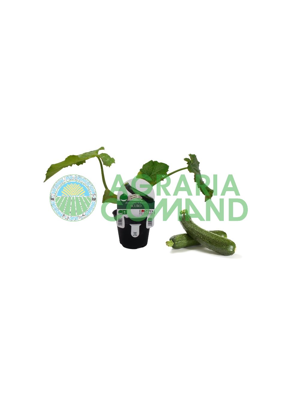 Plante de courgette Sofia