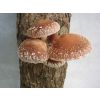 champignon sur le tronc thumbnail
