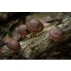 Champignons shiitake thumbnail