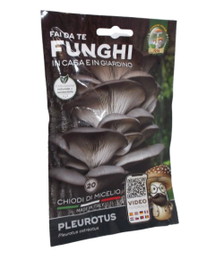 Mycélium clous champignons Pleurotus Mara