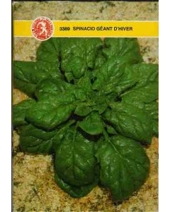 ÉPINARD GEANT D'HIVER GR.100