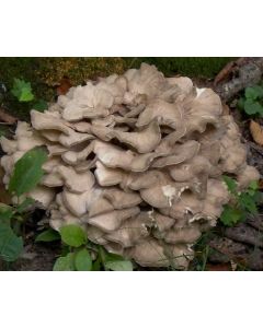 Mycélium frais de champignon Maitake bouteille lt.2,5