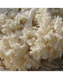 micelio Hericium