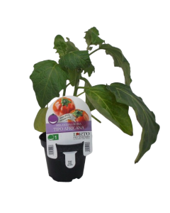 Plante d'aubergine rouge Type africain
