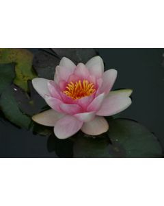 NYMPHAEA HOLLANDIA fleur rose