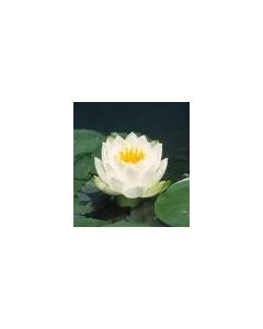 NYMPHAEA MARILACEA ALBIDA fleur blanche