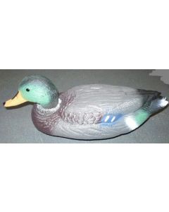 CANARD COLVERT MÂLE