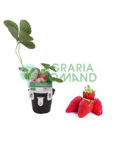 Pianta fragola Aromas