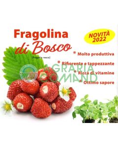 Fragola san andreas