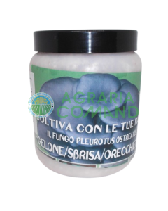 Pot de mycélium frais de Pleurotus Ostreatus