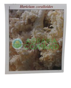 Clous de mycélium Hericium Coralloides 20 pcs.