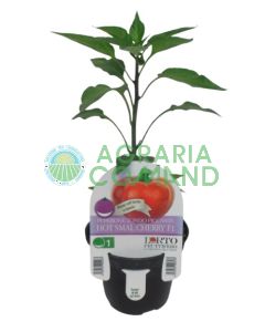 Pianta peperone piccante Hot Smal Cherry