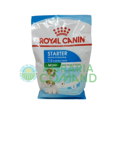 Starter MINI Mother and Baby Dog
