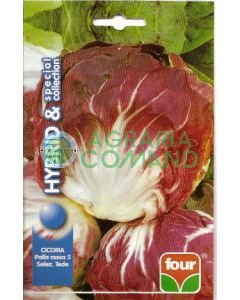 CHICORY RED BALL 5 selez. Tede COLLECTION SPECIALE CHICORY RED BALL 5 selez. Tede COLLECTION SPECIALE