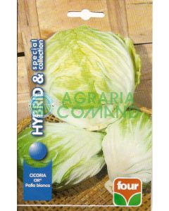 COLLECTION SPÉCIALE CHICORÉE OU BOULE BLANCHE