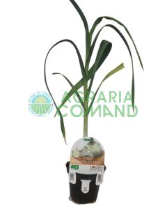 Pianta Aglione della Val di Chiana