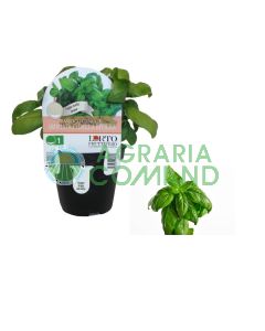 Pianta basilico Geniale Aromatico della Riviera Pianta basilico Geniale Aromatico della Riviera
