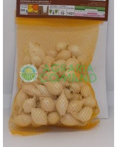 bulbilli cipolla bianca