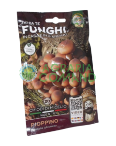 Champignons à mycélium de peuplier Champignons Mara