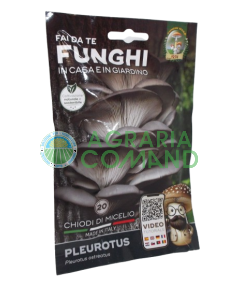 Mycélium clous champignons Pleurotus Mara