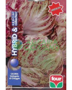 CHICORIA VARIEGATA DI CHIOGGIA Carnevalina COLLECTION SPECIALE