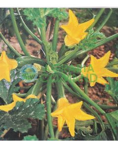 COURGETTE DIÉTÉTIQUE F.1