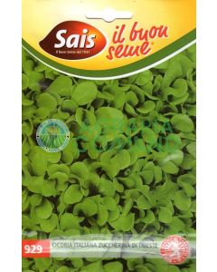 Cicoria da taglio Zuccherina di Trieste