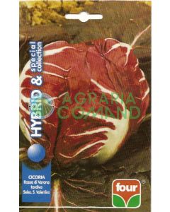 CHICORIA ROSSA DI VERONA GR.50 late Sel. Saint-Valentin